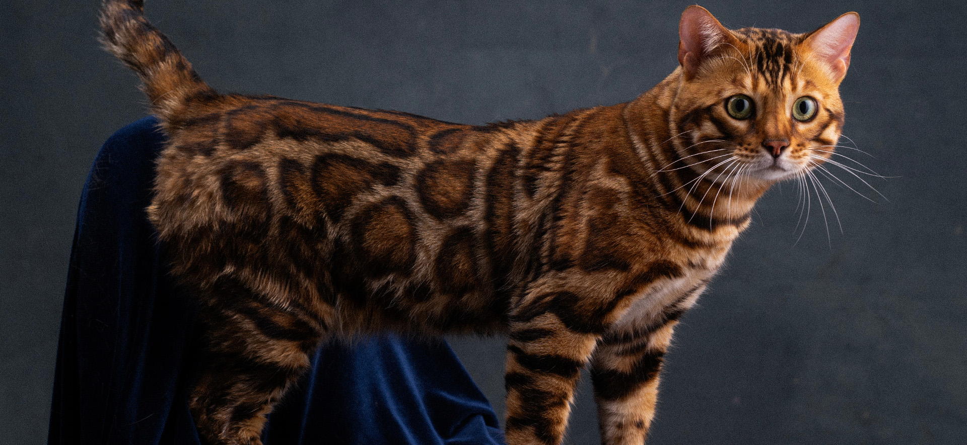 cual es la raza de gato más tranquila